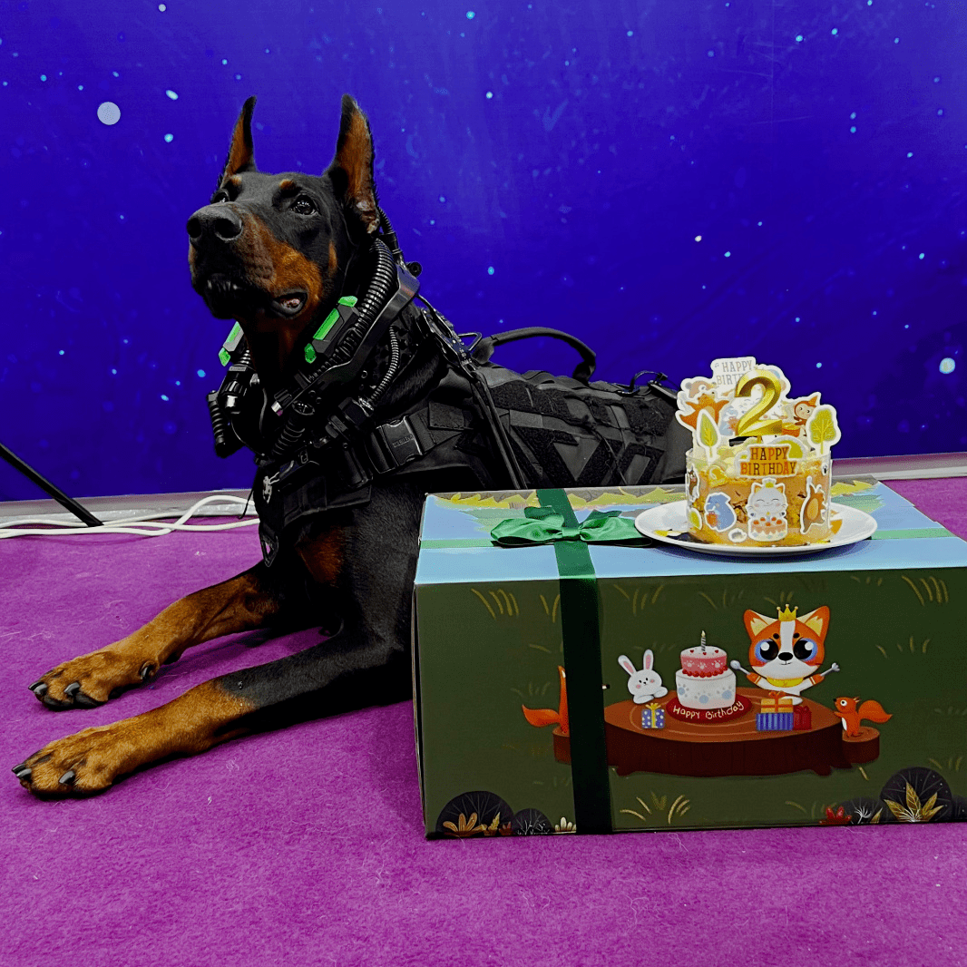 深宠展回顾丨萌宠派对圆满收官，欢趣绽放！