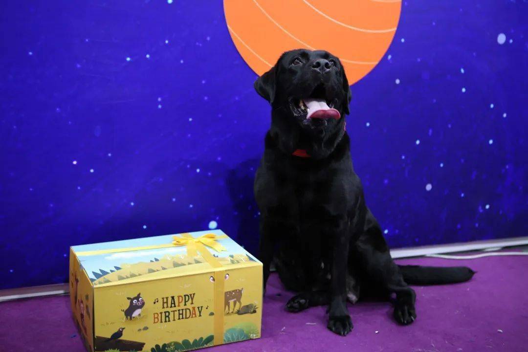 深宠展回顾丨萌宠派对圆满收官，欢趣绽放！