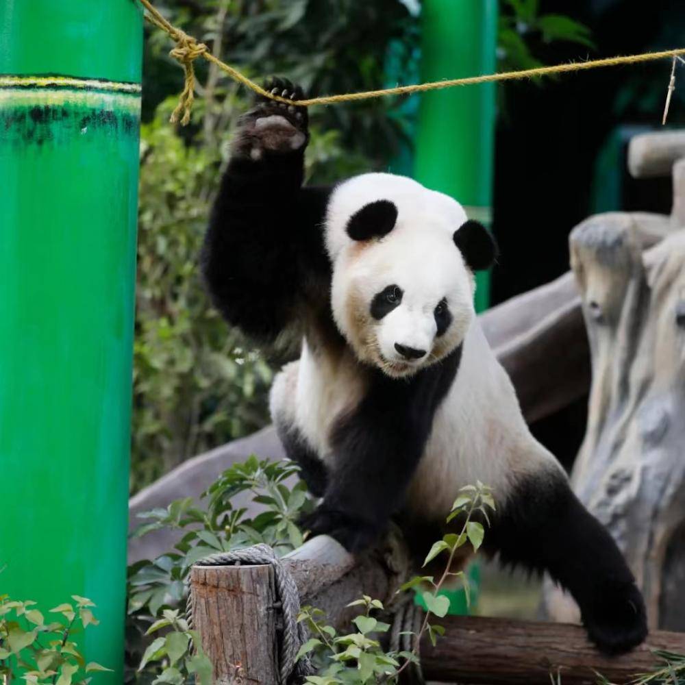 公熊猫“思念”cos待产母熊猫骗吃？园方：写下“黑历史”是好玩