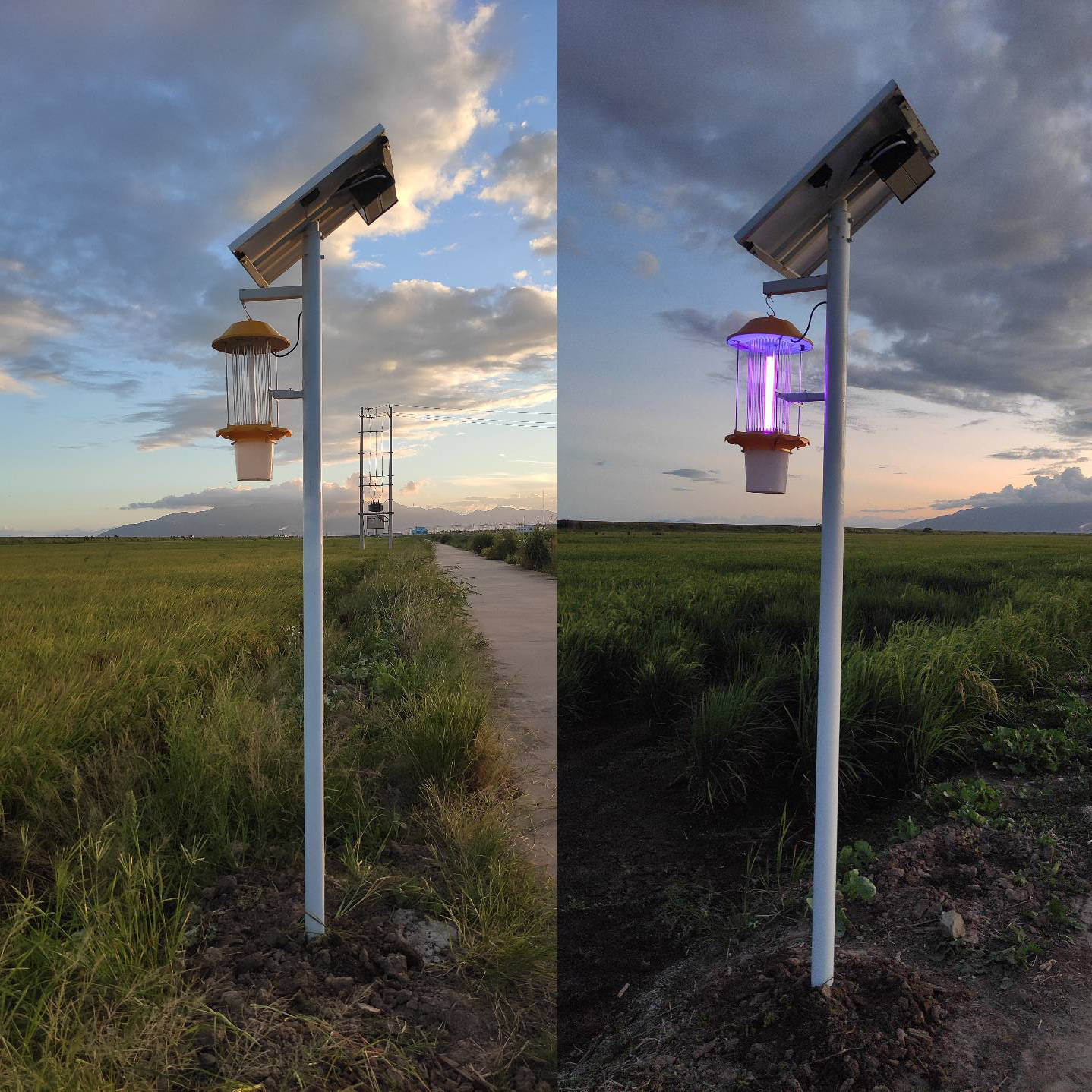 太阳能物联网杀虫灯——智慧农业的贴心伙伴