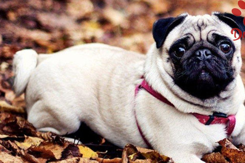 沙皮狗多少钱一只,沙皮狗价格-爪爪博士