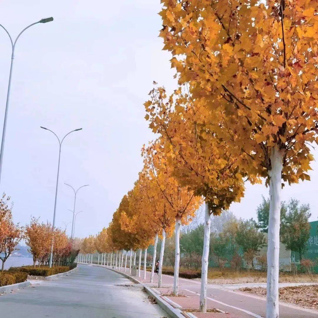 11月，跟着风来感受菏泽的浪漫！