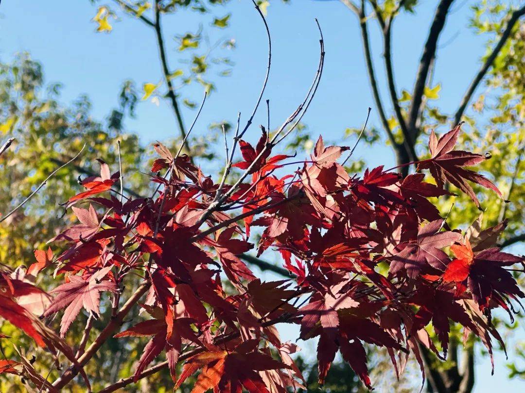 11月，跟着风来感受菏泽的浪漫！