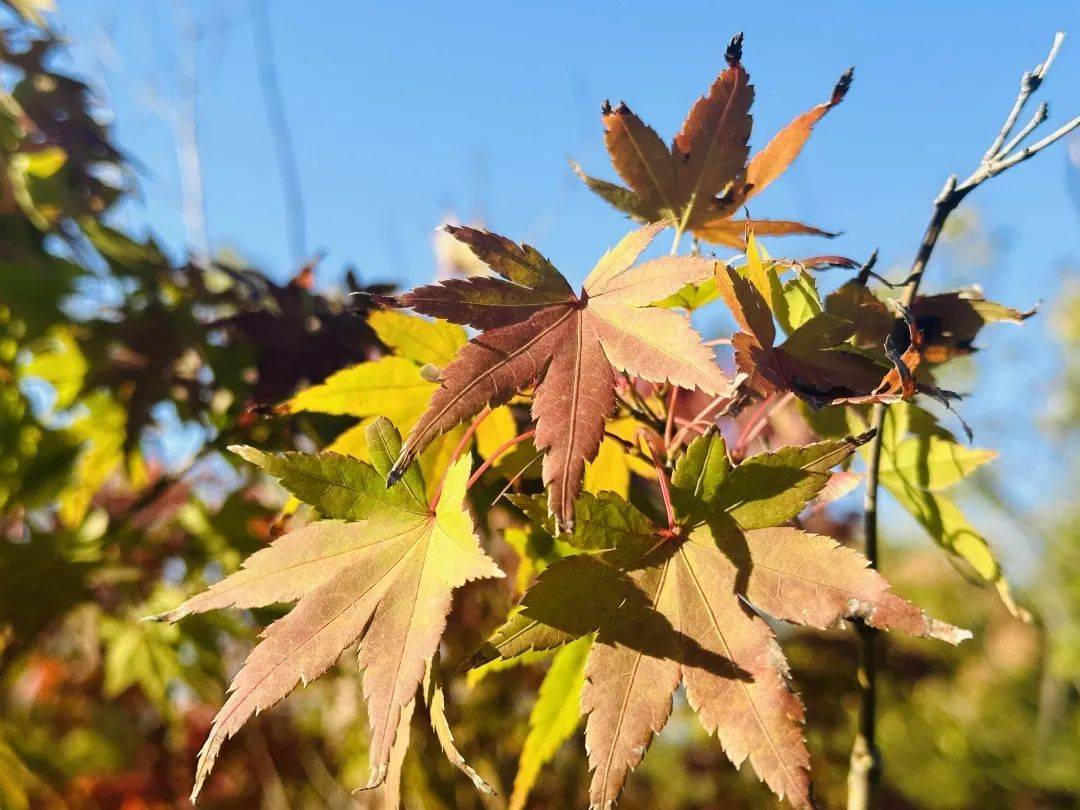 11月，跟着风来感受菏泽的浪漫！