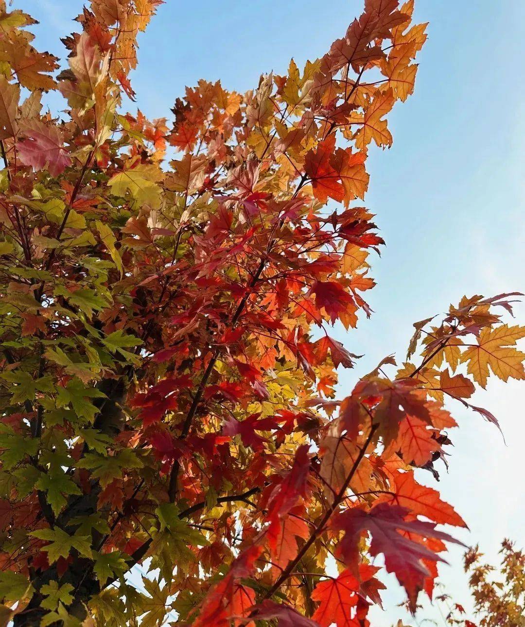 11月，跟着风来感受菏泽的浪漫！
