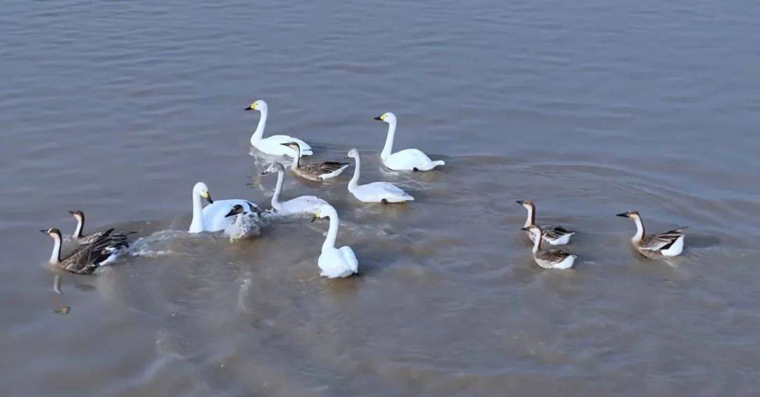 11月，跟着风来感受菏泽的浪漫！