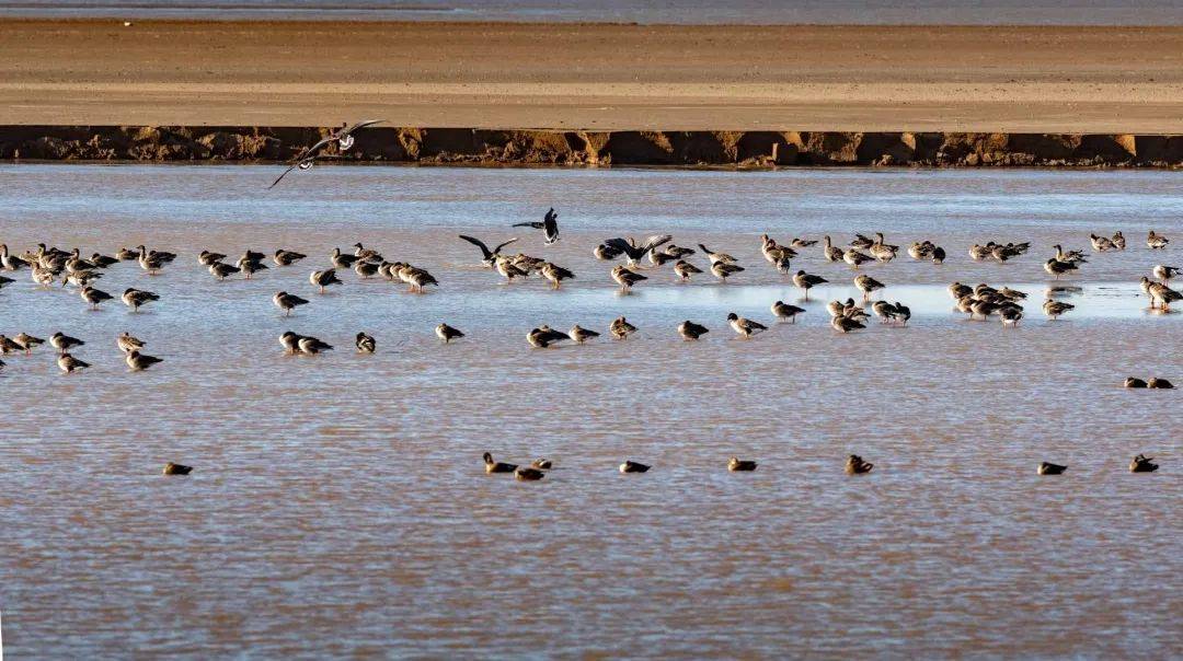 11月，跟着风来感受菏泽的浪漫！