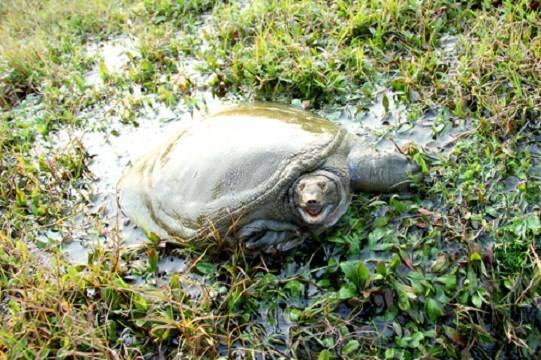 甲鱼苗批发多少钱，2023甲鱼苗批发价格表[今日更新]