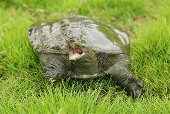 甲鱼苗批发多少钱，2023甲鱼苗批发价格表[今日更新]