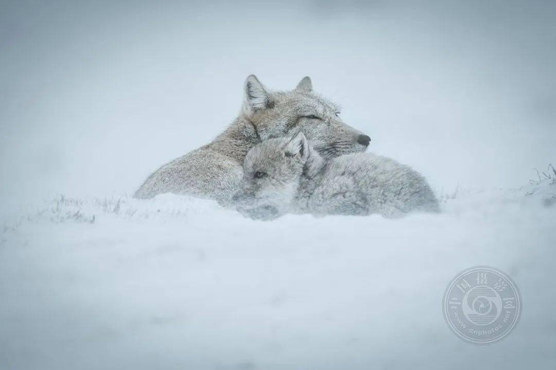 揭晓 | 2023第九届中国国际数码摄影艺术展获奖名单（彩色组）