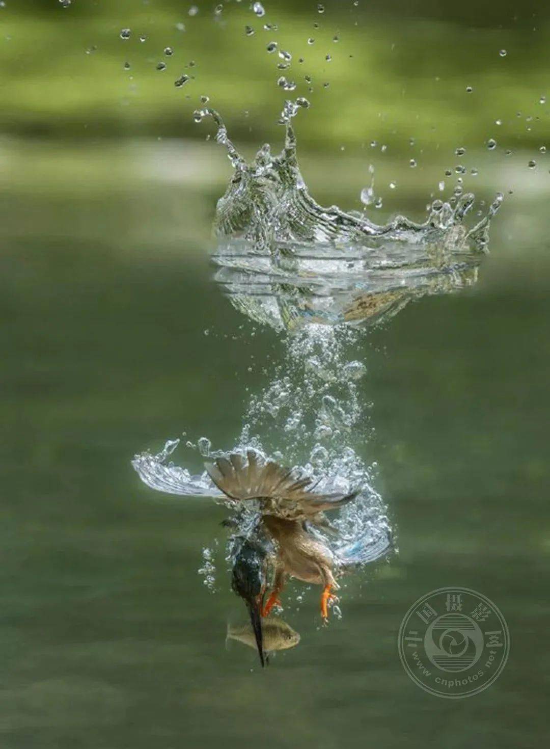 揭晓 | 2023第九届中国国际数码摄影艺术展获奖名单（彩色组）