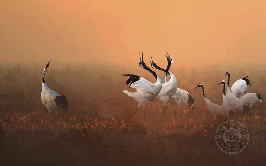 揭晓 | 2023第九届中国国际数码摄影艺术展获奖名单（彩色组）