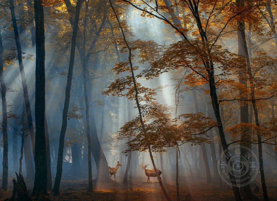 揭晓 | 2023第九届中国国际数码摄影艺术展获奖名单（彩色组）