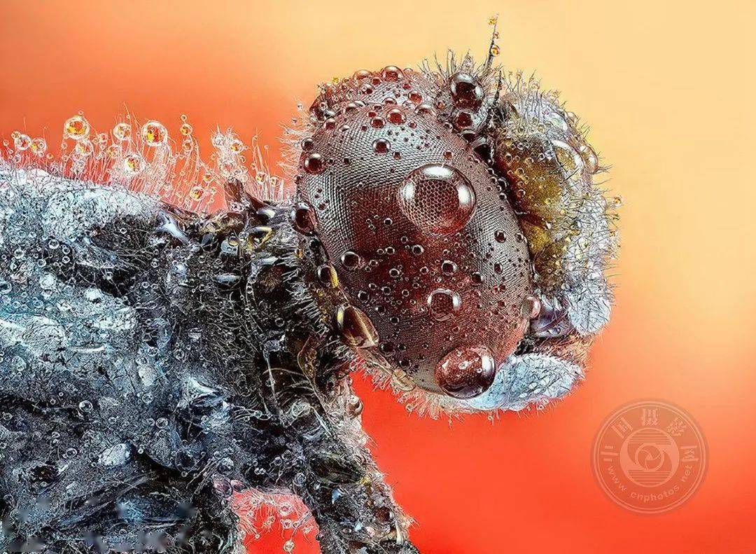 揭晓 | 2023第九届中国国际数码摄影艺术展获奖名单（彩色组）