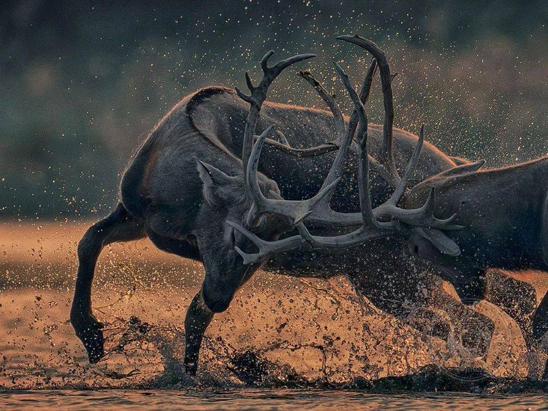 揭晓 | 2023第九届中国国际数码摄影艺术展获奖名单（彩色组）