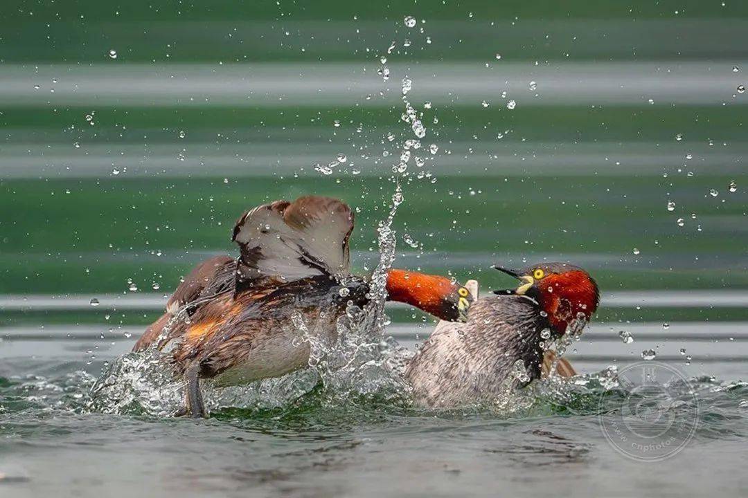 揭晓 | 2023第九届中国国际数码摄影艺术展获奖名单（彩色组）