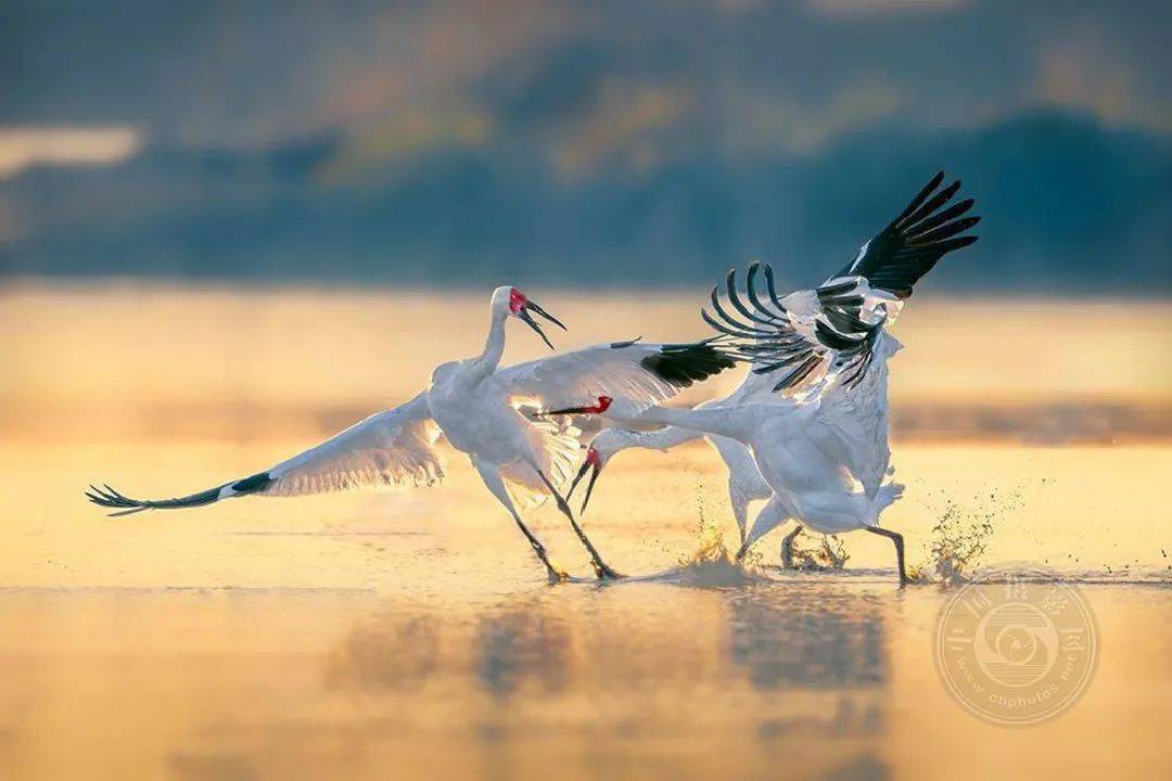 揭晓 | 2023第九届中国国际数码摄影艺术展获奖名单（彩色组）