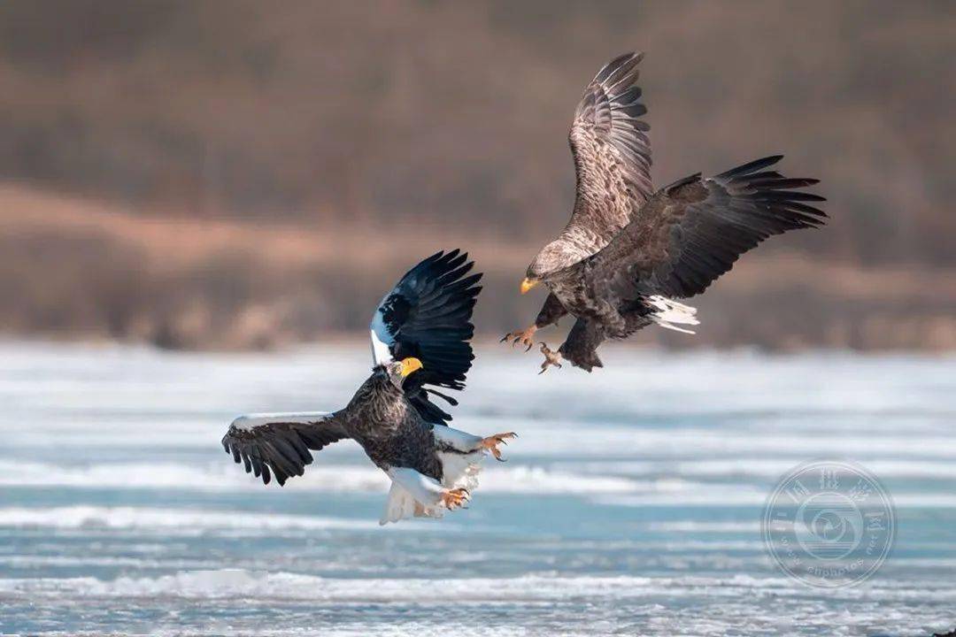 揭晓 | 2023第九届中国国际数码摄影艺术展获奖名单（彩色组）