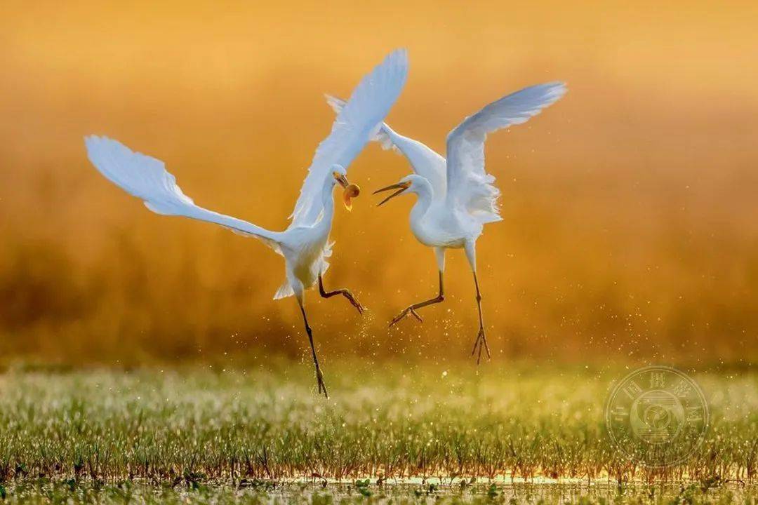 揭晓 | 2023第九届中国国际数码摄影艺术展获奖名单（彩色组）