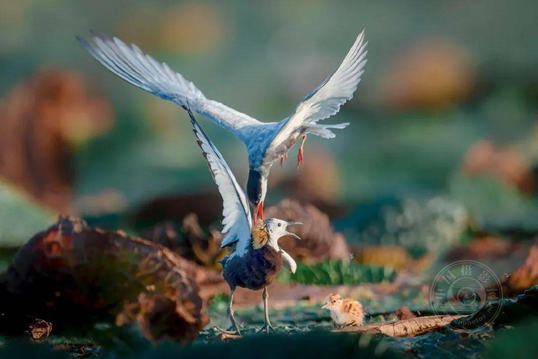 揭晓 | 2023第九届中国国际数码摄影艺术展获奖名单（彩色组）