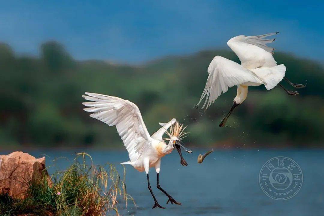 揭晓 | 2023第九届中国国际数码摄影艺术展获奖名单（彩色组）