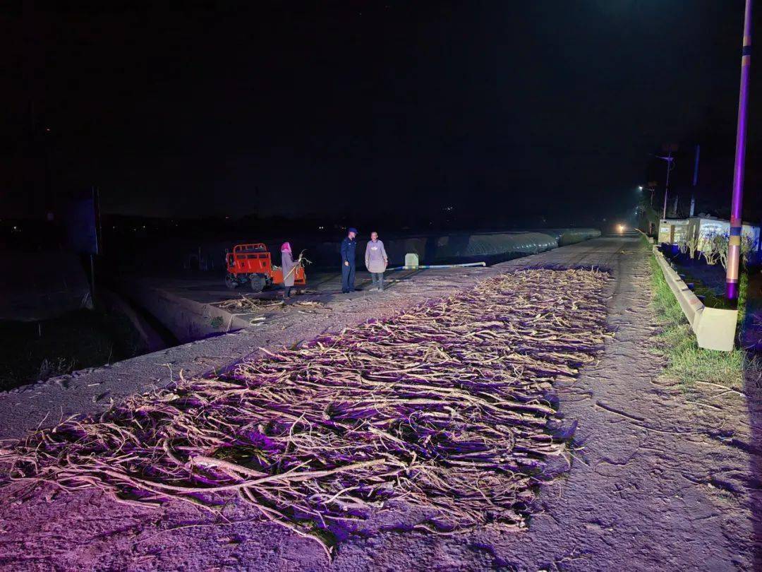 曲靖：村民将桑树根铺到路上，利用过往车辆碾压方便剥皮……