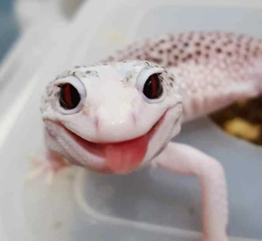 不知道养什么宠物？可爱的豹纹守宫了解一下，网友：后悔养晚了