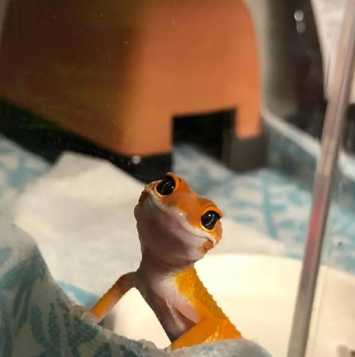 不知道养什么宠物？可爱的豹纹守宫了解一下，网友：后悔养晚了