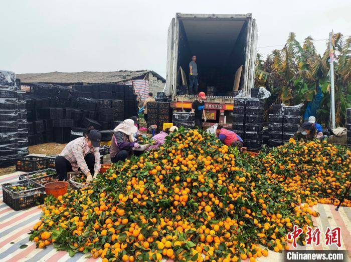 广西砂糖橘丰收 优质“桂品”香飘东南亚