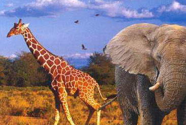 厕所门上的“大象和长颈鹿”怎么区分男女？网友：我还是去墙角吧