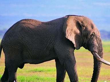 厕所门上的“大象和长颈鹿”怎么区分男女？网友：我还是去墙角吧