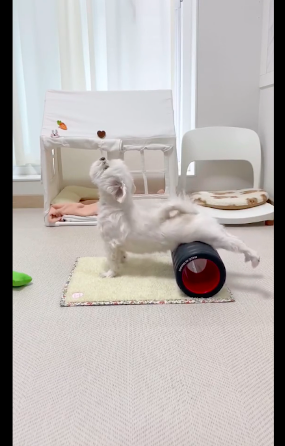 狗狗模仿主人做瑜伽，竟然做得比她还要标准，全网最自律的狗子！