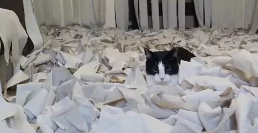 猫奴夫妻为搏主子开心，在屋里狂撒百卷卫生纸……猫：朕玩疯了！