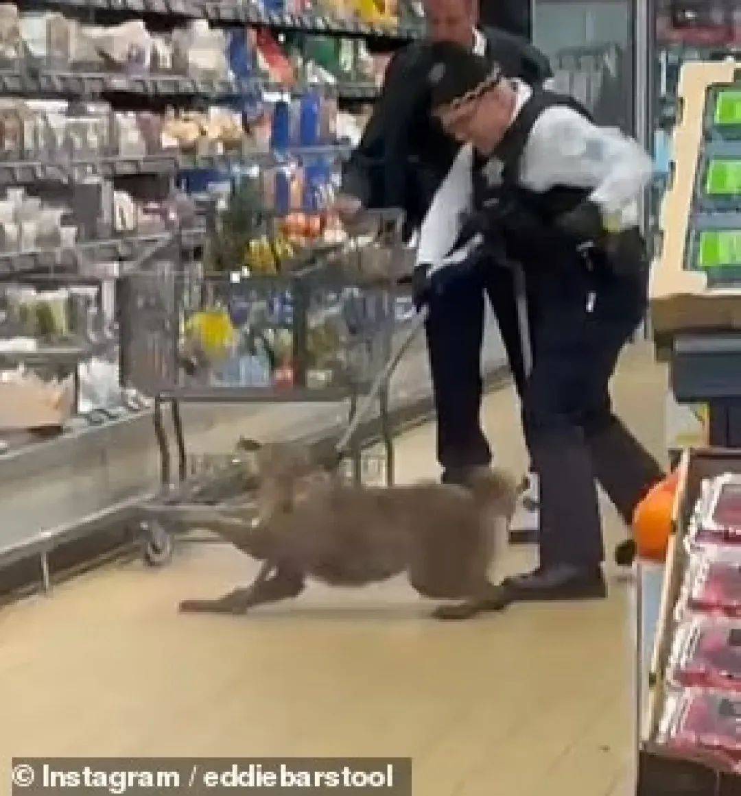 超市冷藏柜竟拉出一只活狼，在场顾客惊呆了！