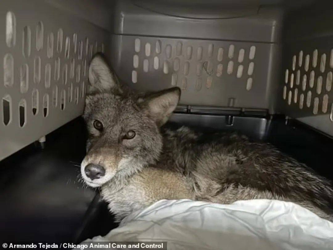 超市冷藏柜竟拉出一只活狼，在场顾客惊呆了！