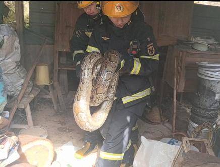 福建一陵园惊现“护墓”巨蟒！预估长度达3米长，体重超50斤