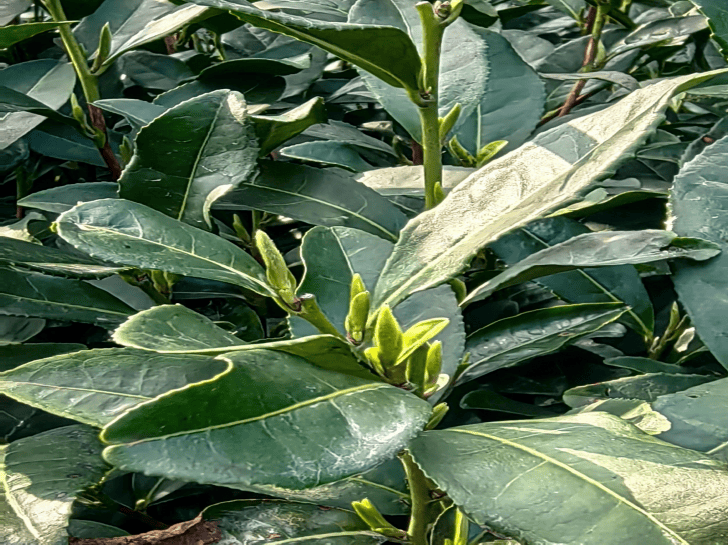 最低-2℃！明起正式告别，杭州将持续一周