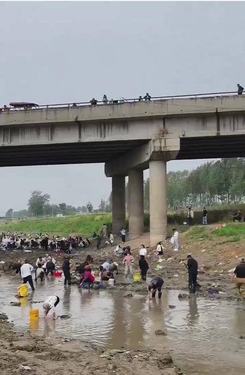 河南浚县一处河道内众人捞金？当地辟谣：捞的是花甲，已劝离捕捞客