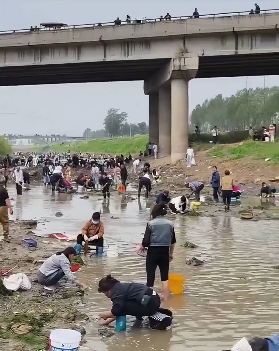 河南浚县一处河道内众人捞金？当地辟谣：捞的是花甲，已劝离捕捞客