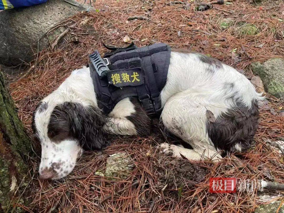 2只搜救犬受伤！发现福建8岁失踪男孩的脚印和糖纸？搜救人员回应