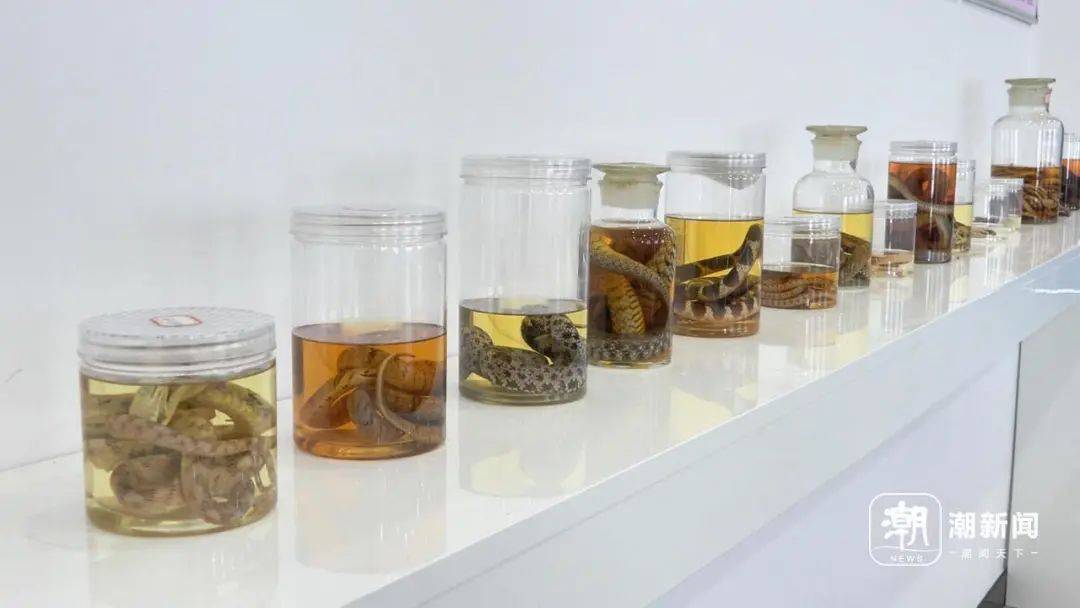 浙江“蛇王”救治3万多人！被咬后这8字能救命