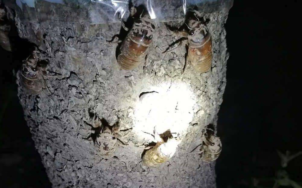 夏夜在公园里抓“季鸟猴”，违规吗？