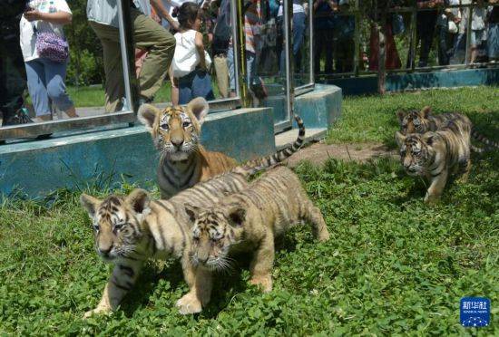 黑龙江牡丹江：东北虎宝宝夏日显萌态