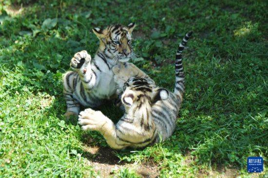 黑龙江牡丹江：东北虎宝宝夏日显萌态