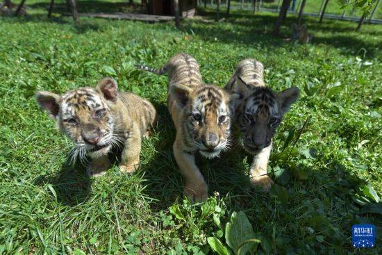 黑龙江牡丹江：东北虎宝宝夏日显萌态