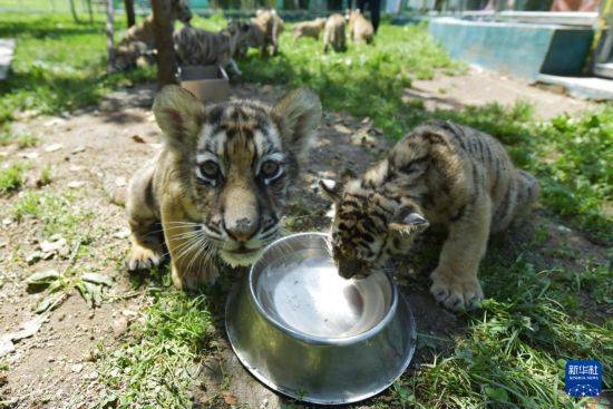 黑龙江牡丹江：东北虎宝宝夏日显萌态