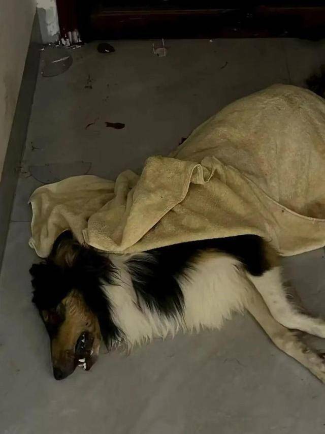 广西一小区有人高空抛食毒死多条宠物狗，居民悬赏万元寻线索，警方已立案调查