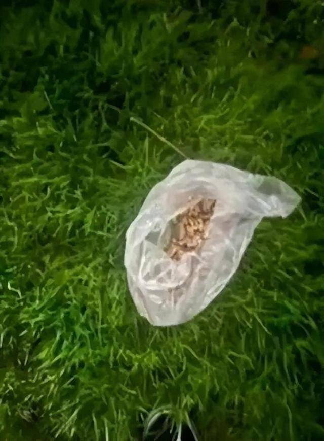 广西一小区有人高空抛食毒死多条宠物狗，居民悬赏万元寻线索，警方已立案调查