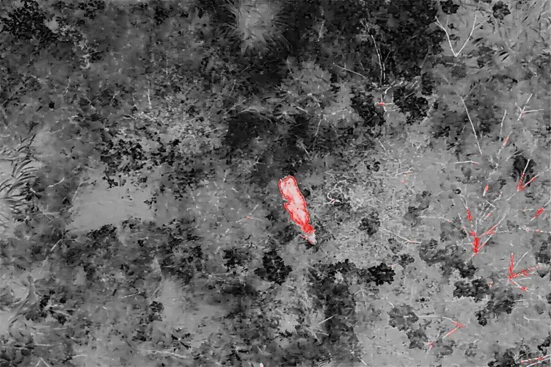 无人机精准锁定，“牛”到家啦！