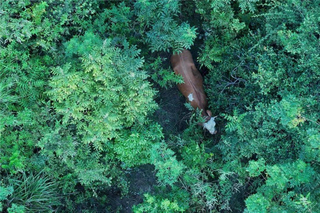无人机精准锁定，“牛”到家啦！